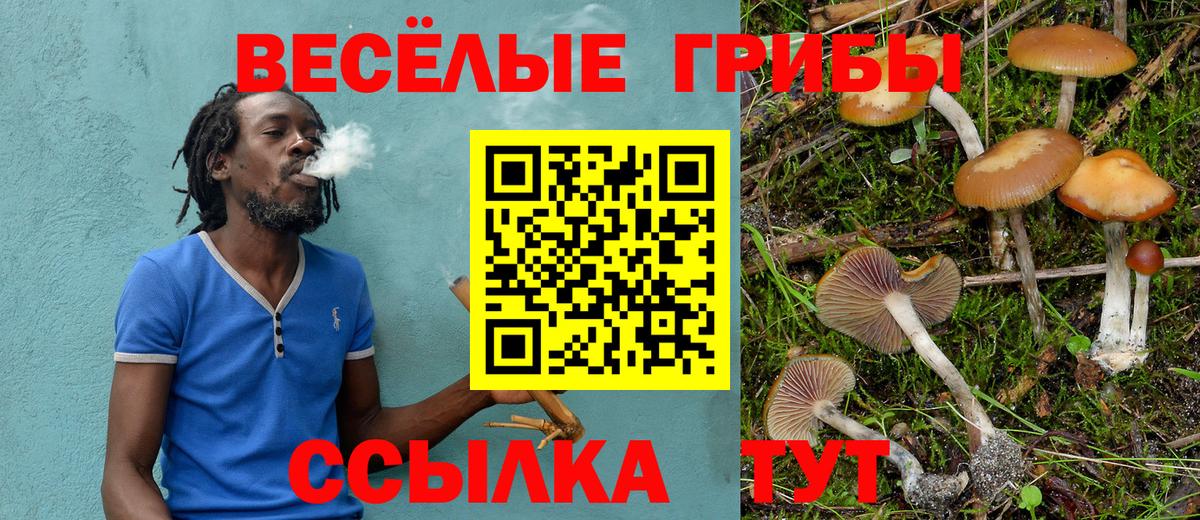 Псилоцибиновые грибы Psilocybine cubensis Томск